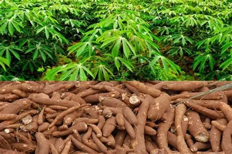 Cassava processing